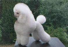Girly modern poodle