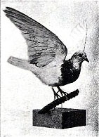 Andrée's carrier pigeon was not only shot, but lovingly stuffed.